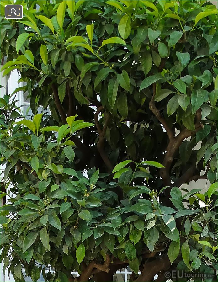 Leaves and foliage of Bitter Orange Tree in Luxembourg Gardens