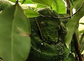 Green snake within Menagerie Zoo Historique de Paris