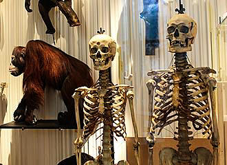 Human skeletons at Musee de l’Homme