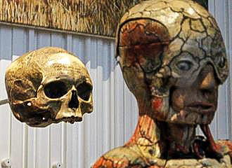 Human anatomy model inside Musee de l’Homme
