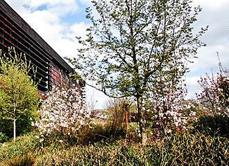 Musee du Quai Branly trees