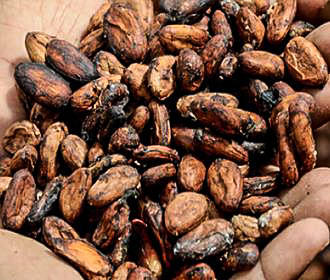 Cocoa beans