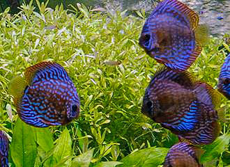Tropical fish at Palais de la Porte Doree Tropical Aquarium