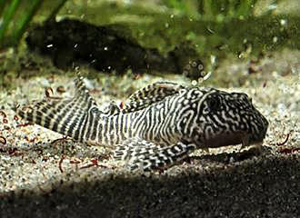 Pleco fish at Palais de la Porte Doree Tropical Aquarium