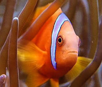 Clown fish at Palais de la Porte Doree Tropical Aquarium