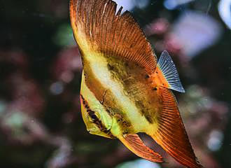 Yellow stripped fish at Palais de la Porte Doree Tropical Aquarium