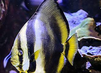 Angelfish at Palais de la Porte Doree Tropical Aquarium