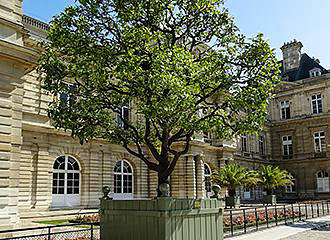Palais du Luxembourg and historical orange tree
