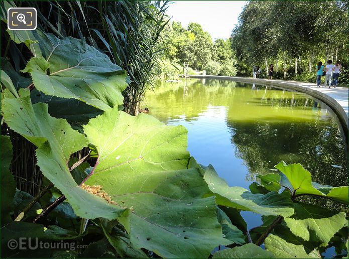 Pond plant life inside Parc de Bercy