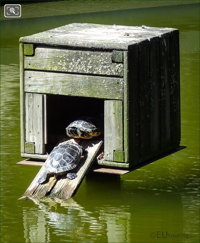 Parc de Bercy turtles