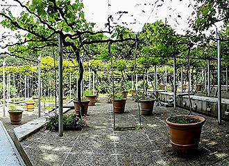 Jardin de la Treille inside Parc de la Villette