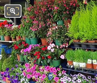 Monceau Fleurs flowers and potted plants