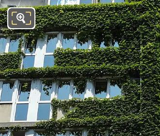 Ivy covering corner of Centre Cassini building