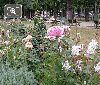 Pink roses, shrubs and flowers 8th Arrondissement Paris
