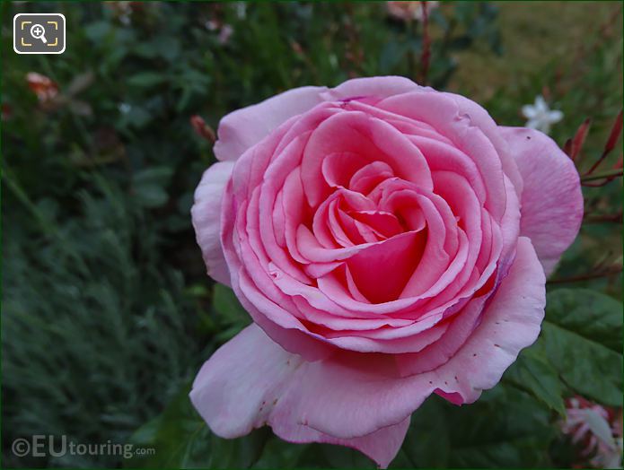 Macro photo pink rose 8th Arrondissement Paris