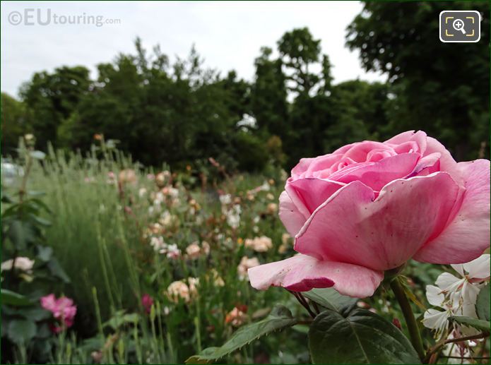 Pink roses 8th Arrondissement Paris