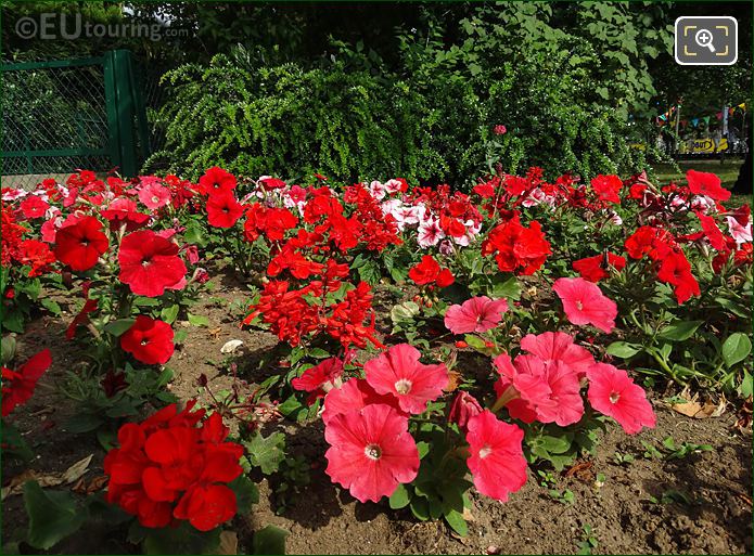 Jardin des Champs Elysees flowering Bedding Plants