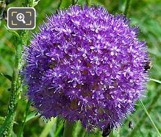 Purple Allium flower at Place Denfert-Rochereau, Paris