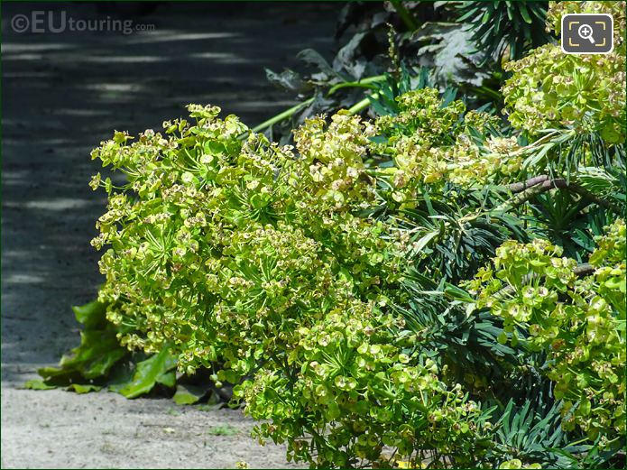 Flowering shrub at Place Denfert-Rochereau