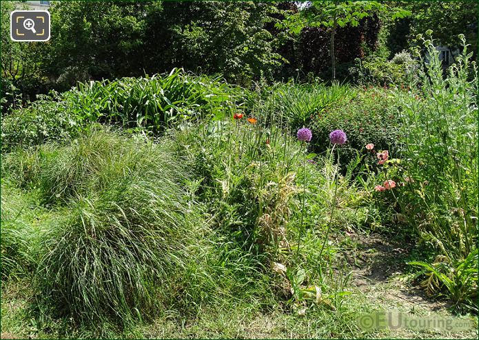 Wildlife haven of flowers, grasses and foliage at Place Denfert-Rochereau