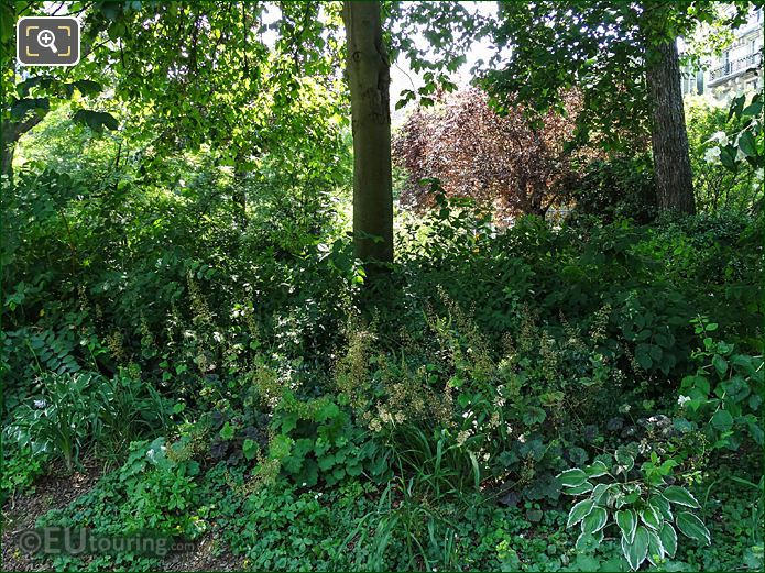 Foliage and Hostas in Place Denfert-Rochereau gardens