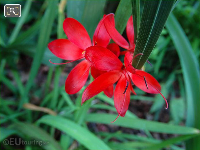 Red flowers with long filament and black anther in Paris