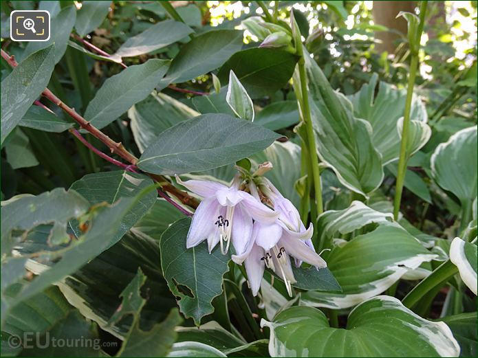 White and purple bell flowers Place Denfert-Rochereau