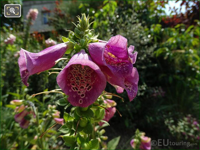 Foxgloves flowers