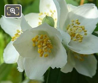 Macro of white flowers in Square de l'Abbe Migne