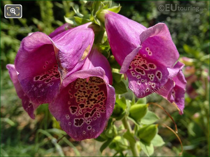 Purple Foxglove flowers Place Denfert-Rochereau