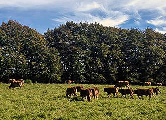 Limousin cattle