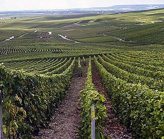 Champagne Ardenne vineyards