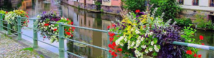 Alsace waterway flowers