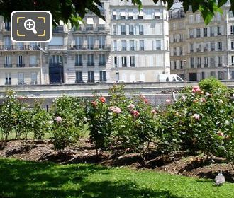 Square de l'Ile-de-France roses