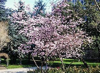 Square Rene le Gall flowering tree