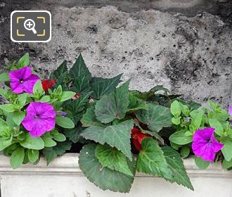 Flowers in stone niche at Georges Fontaine WW II Memorial