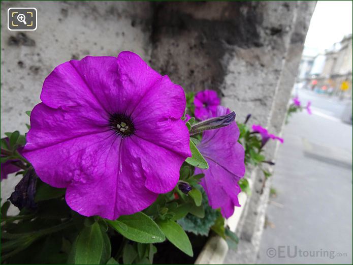 Flowers at Jean-Claude Touche Memorial in Paris