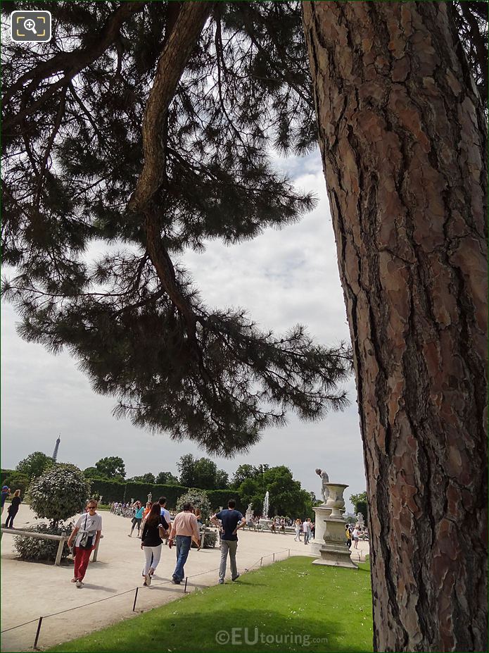 Tuileries Gardens, Demi-lune Reserve Nord, Pin de Corse Tree