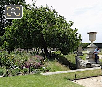 White Mulberry Tree, Demi-lune Reserve Sud, Jardin des Tuileries