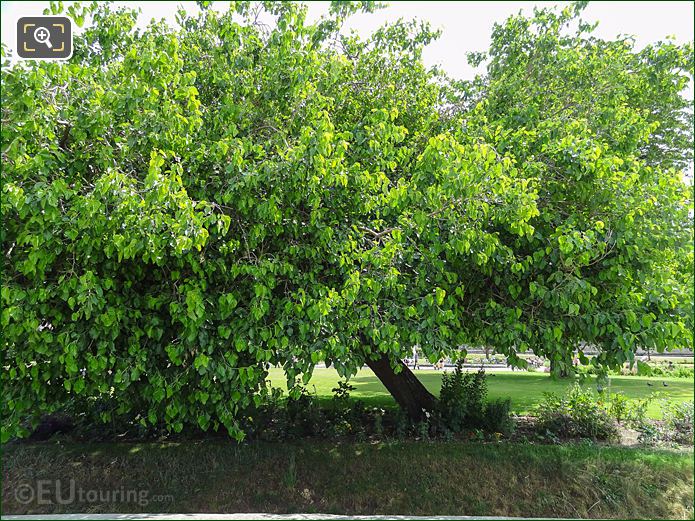 White Mulberry Tree, Jardin des Tuileries, Paris