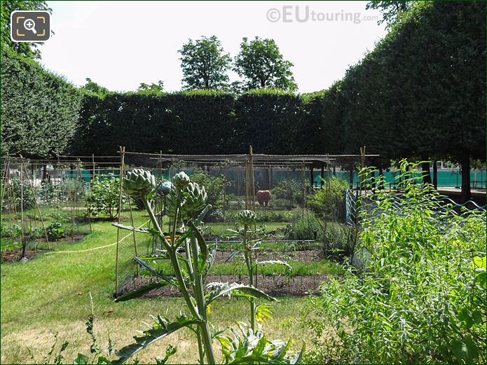 Artichokes in Tuileries Vegetable Garden