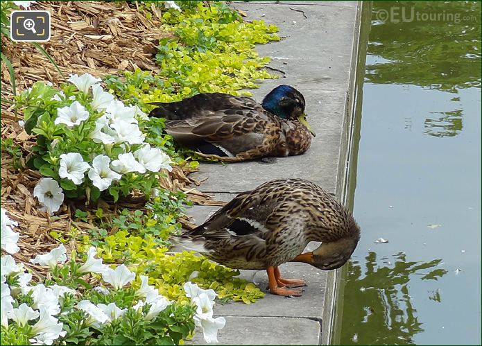 Mallard Ducks and Exedre Nord water feature